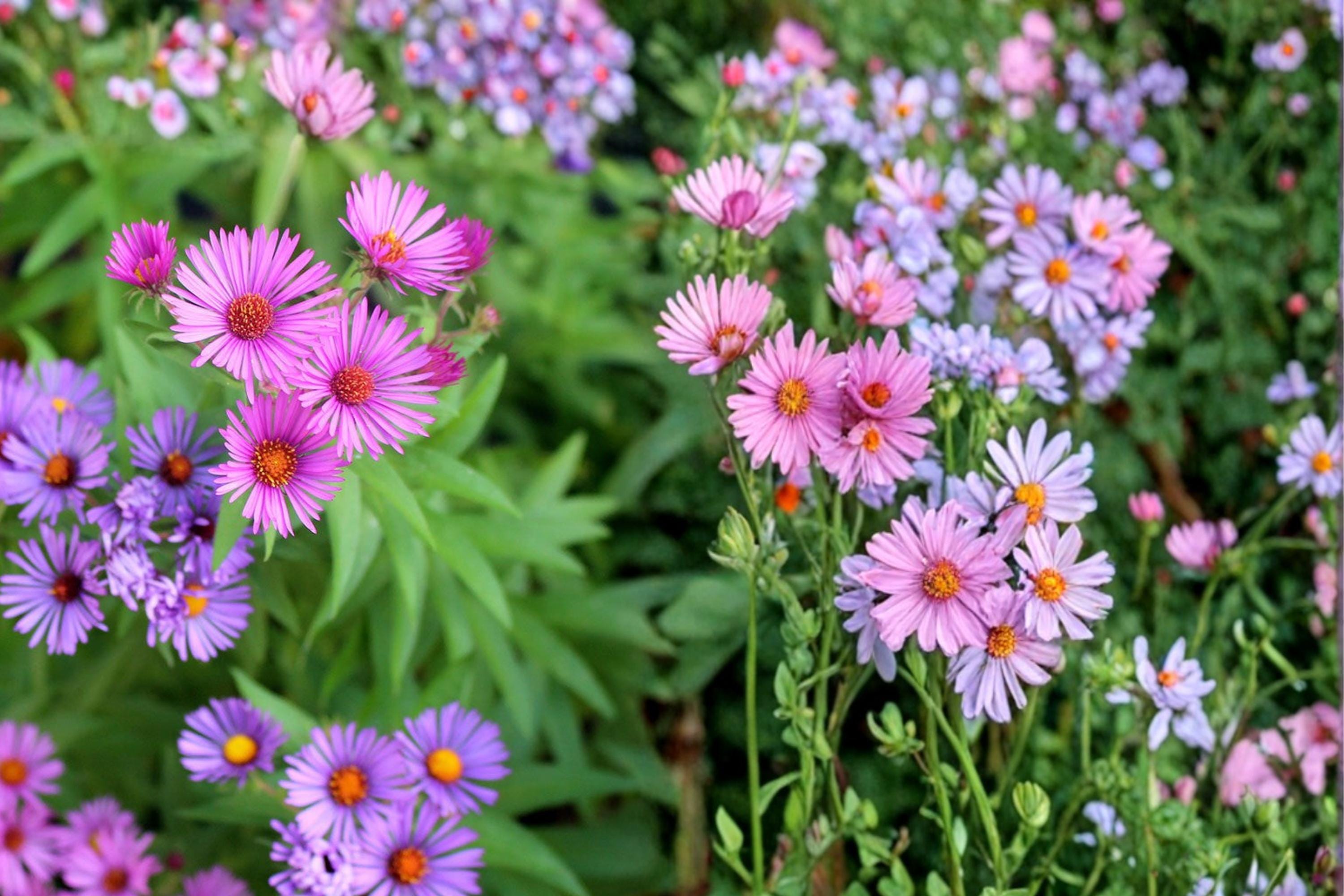 New England Aster Seeds – 100 Herbaceous Perennial Purple Magenta Flowers Symphyotrichum novae-angliae