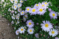 New York Aster Seeds – Symphyotrichum novi-belgii – Perennial Lavender to Purple Flowers for Borders & Meadows