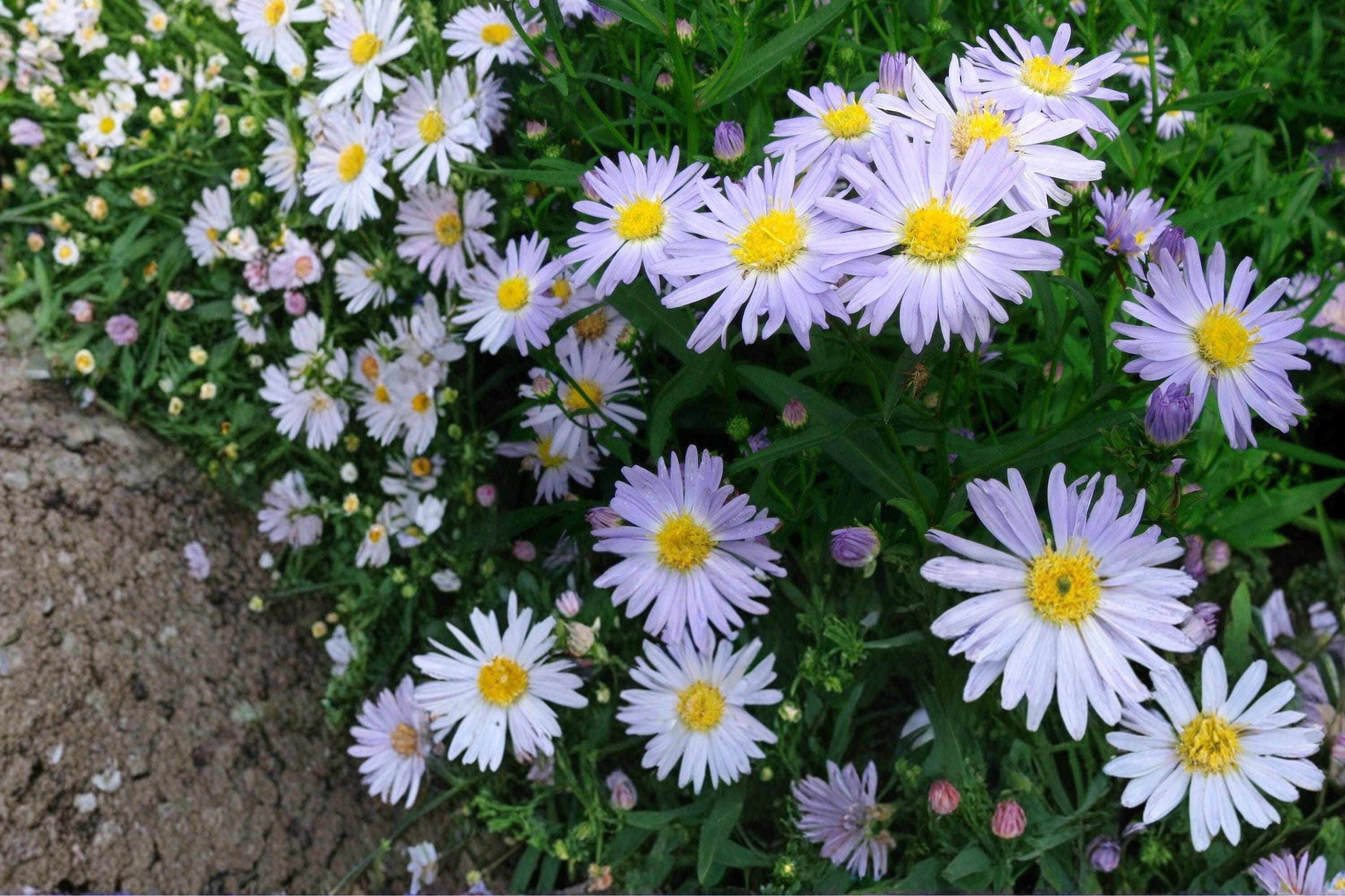 New York Aster Seeds – Symphyotrichum novi-belgii – Perennial Lavender to Purple Flowers for Borders & Meadows