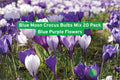 Blue Moon Crocus Bulbs Mix – 20 Pack, Early Spring Flowering, Blue & Purple Perennial Bulbs for Garden Beds & Borders