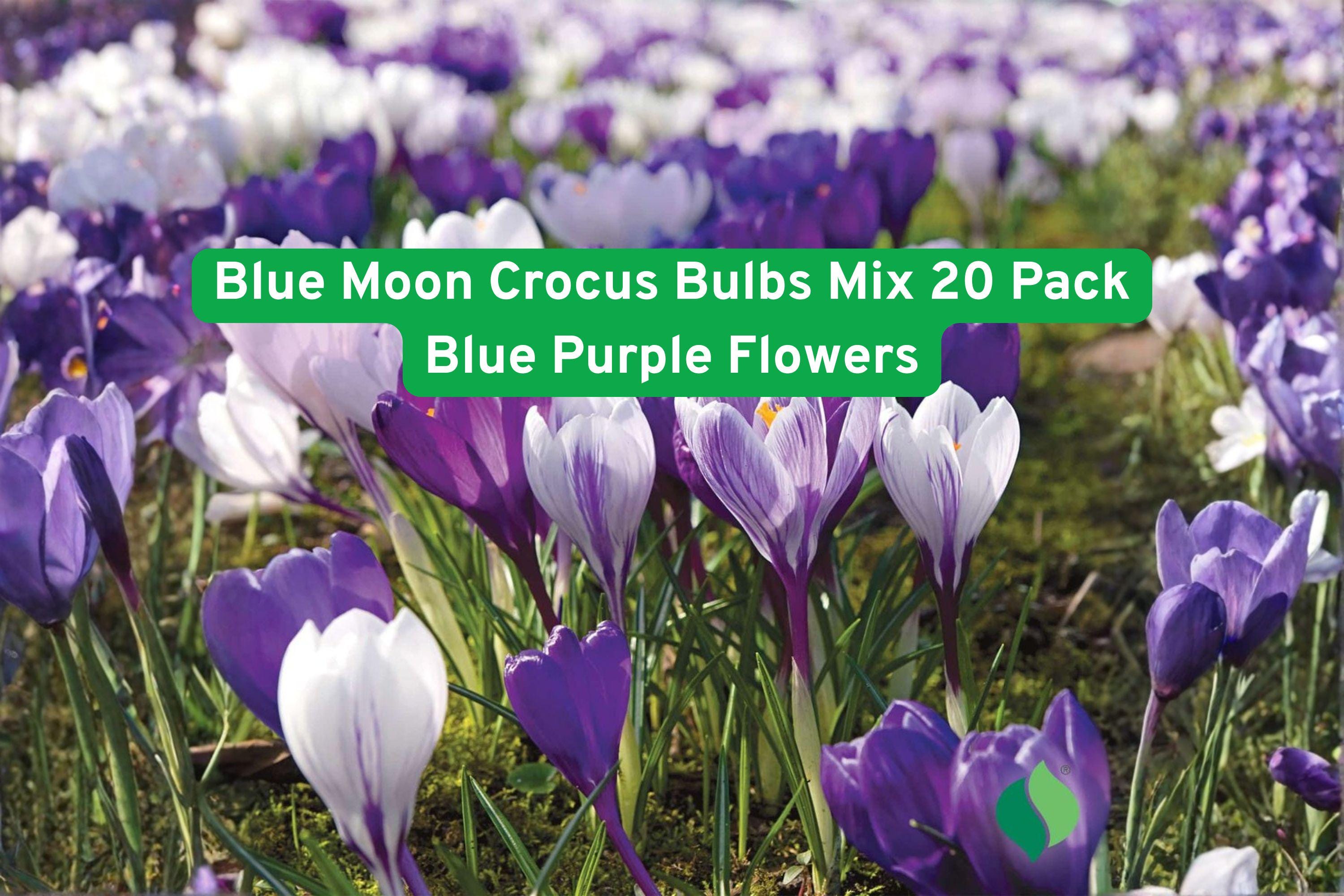 Blue Moon Crocus Bulbs Mix – 20 Pack, Early Spring Flowering, Blue & Purple Perennial Bulbs for Garden Beds & Borders