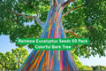 Rainbow Eucalyptus Seeds 50 Pack | Exotic Tropical Tree with Multicolor Bark | Eucalyptus deglupta for Garden & Landscape