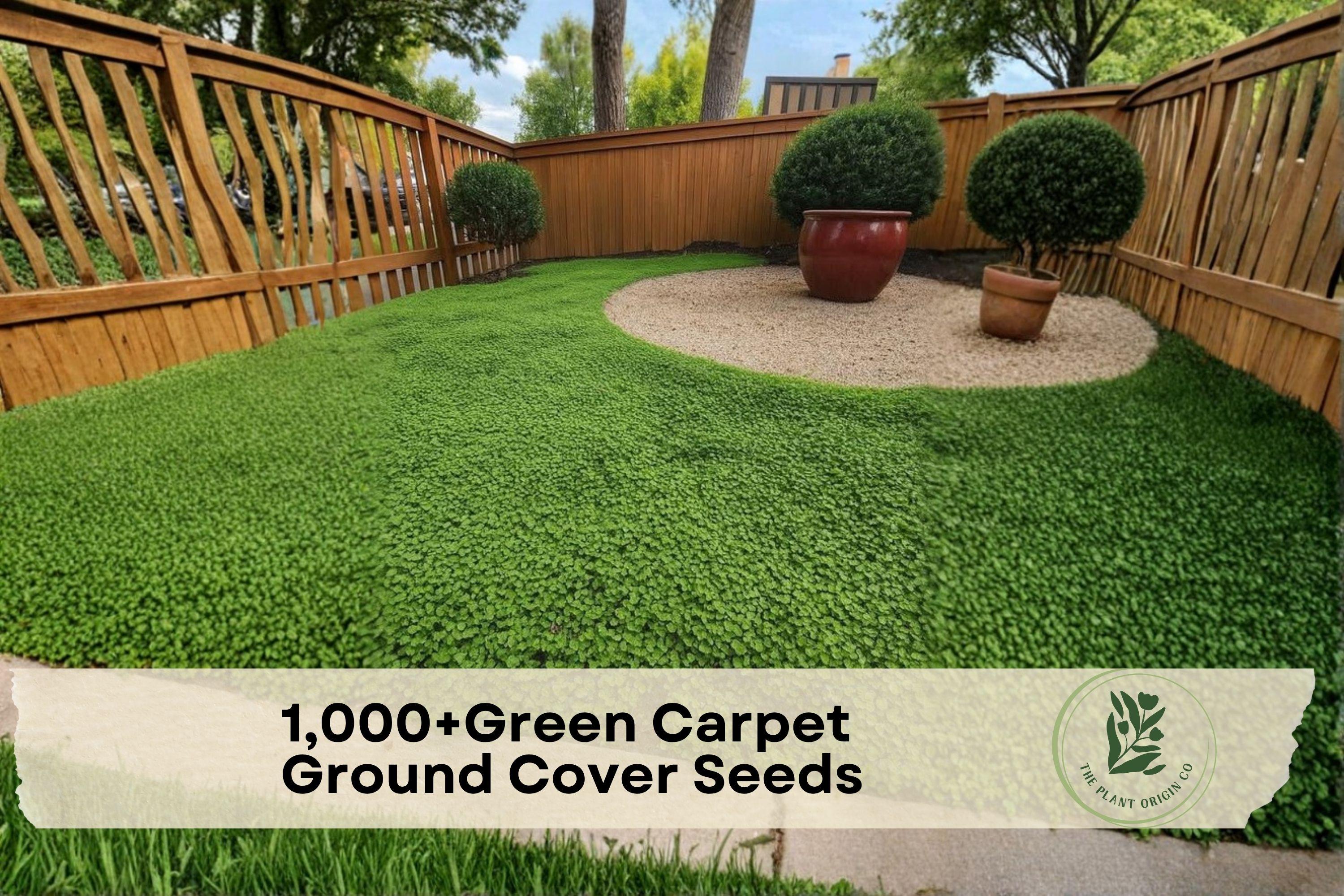 Green Carpet Ground Cover Seeds - Herniaria glabra, Low-Growing, Drought-Tolerant, Lawn Alternative, 1,000+ Seeds