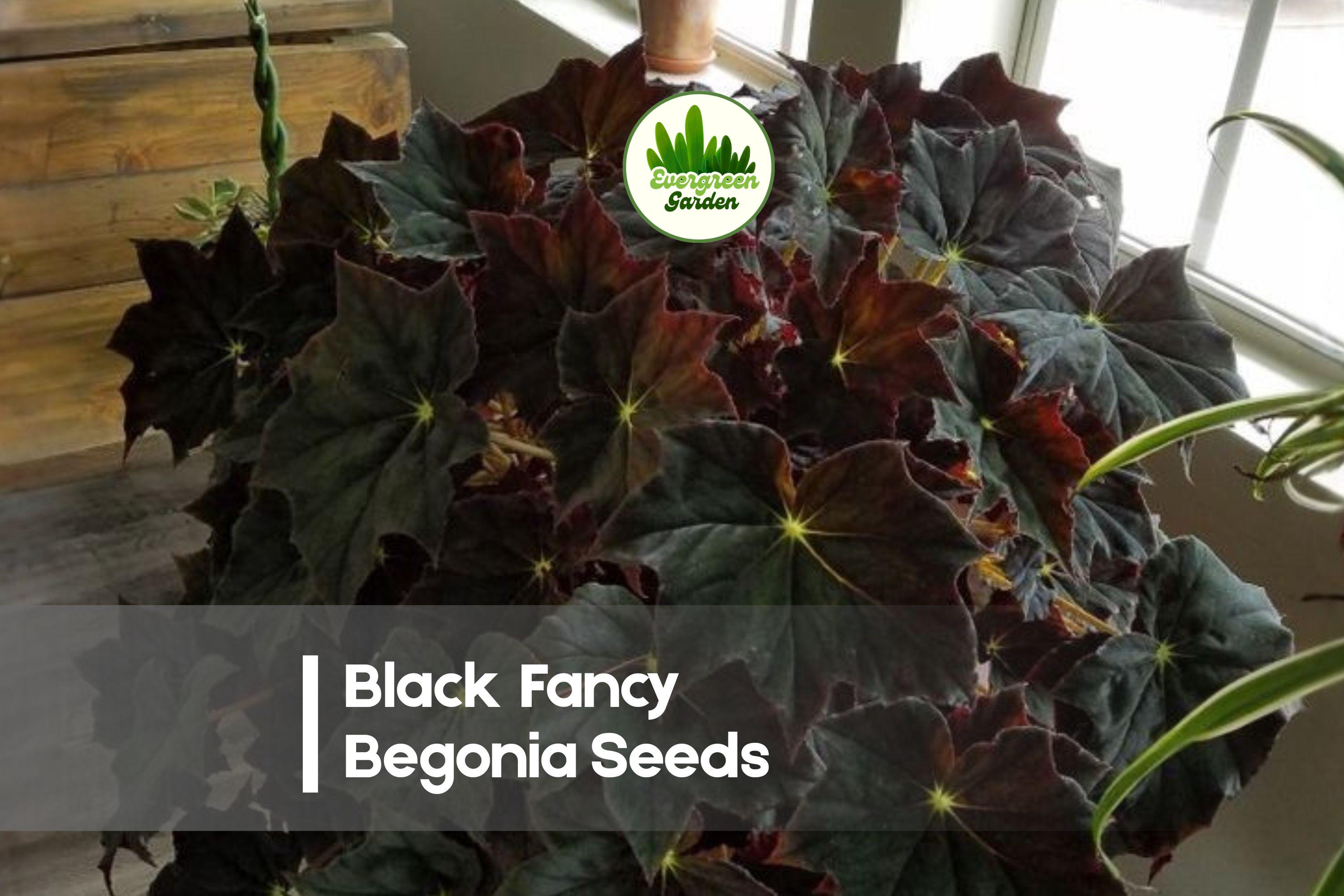 Black Fancy Rex Begonia Seeds – Dark Foliage, Silver Highlights, Shade Garden, Indoor Plant, Begonia rex hybrid
