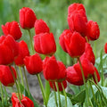 Red Tulip Bulbs 5 Pack – Spring Blooming Perennial Tulipa spp. for Garden Beds & Containers