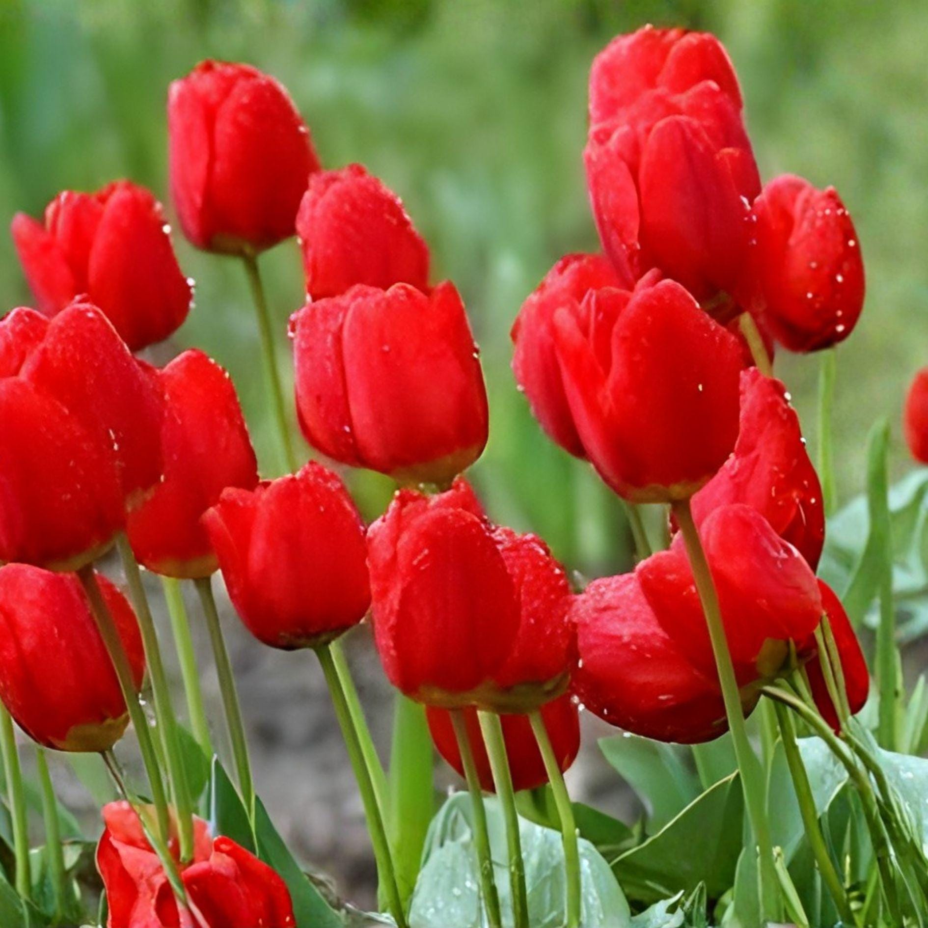 Red Tulip Bulbs 5 Pack – Spring Blooming Perennial Tulipa spp. for Garden Beds & Containers