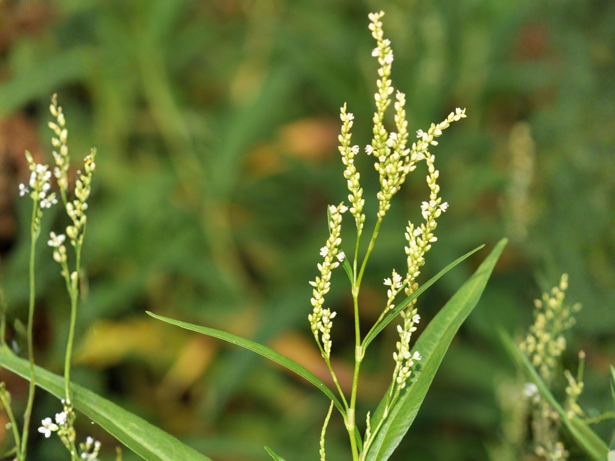 Persicaria Punctata Smartweed Seeds – Heirloom Non-GMO Wildflower Garden Seeds for Native and Pollinator Gardens