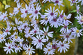 Short’s Aster Seeds – 100 Herbaceous Perennial Native Wildflower for Borders & Woodlands Symphyotrichum shortii