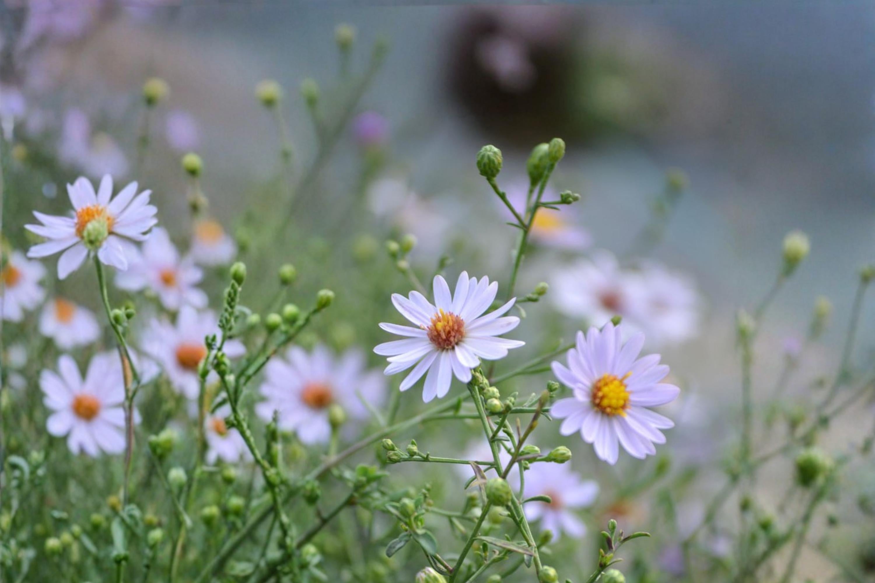 Prairie Aster Seeds 100 Count – Symphyotrichum turbinellum Native Perennial with Lavender Purple Flowers for Wildflower Gardens