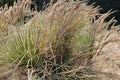 Broomsedge Grass Seeds 100 Pack – Andropogon virginicus Native Perennial Prairie Meadow Ornamental