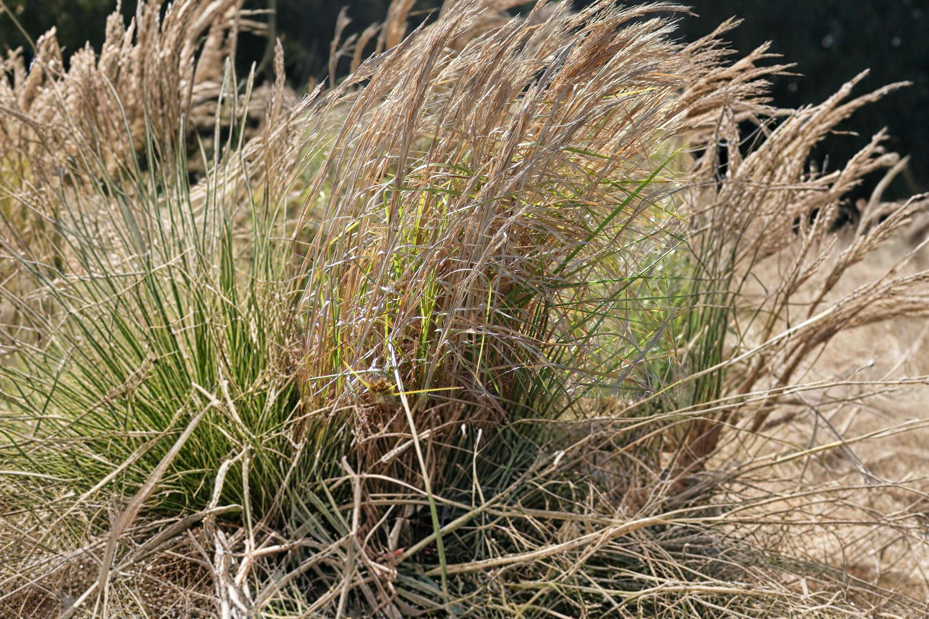 Broomsedge Grass Seeds 100 Pack – Andropogon virginicus Native Perennial Prairie Meadow Ornamental