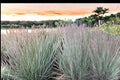 Little Bluestem Grass Seeds – Schizachyrium scoparium, Native Perennial Prairie & Meadow Grass, Drought Tolerant, Blue-Green Foliage