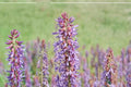 Twogroove Milkvetch Seeds – Astragalus bisulcatus – Drought Tolerant Perennial Legume for Dry Landscapes and Prairies