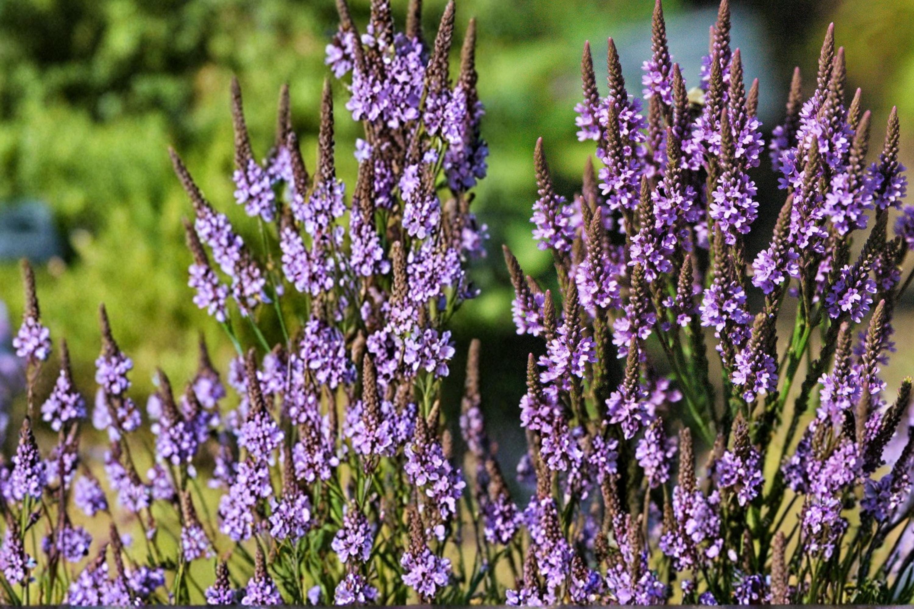 Blue Vervain Seeds – Verbena hastata Perennial Wildflower for Meadow & Wetland Gardens, 100 Seeds