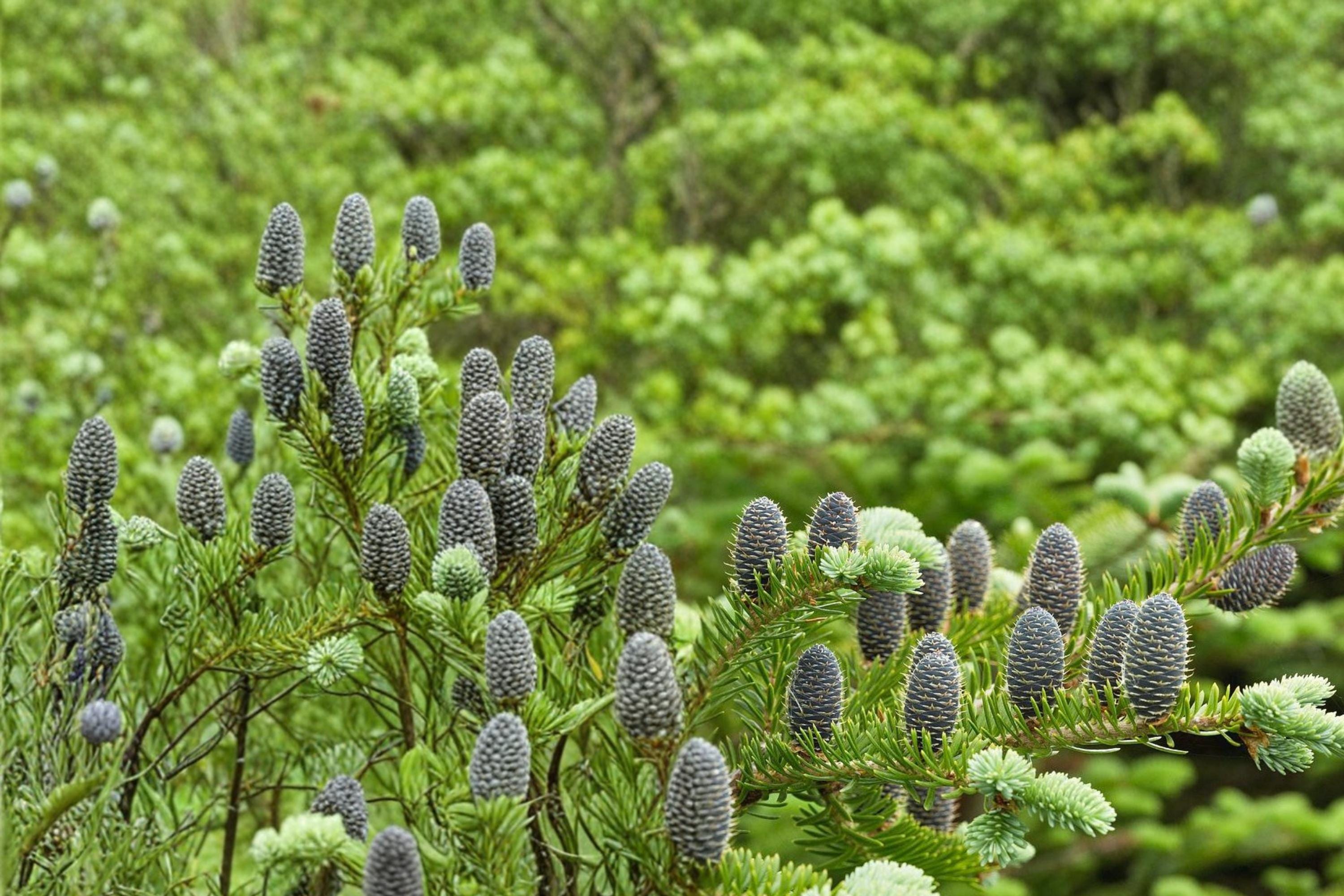 Balsam Fir Seeds – Abies balsamea Evergreen Conifer for Landscaping, Forests & Windbreaks, 30 Seeds