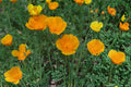 California Poppy Seeds – Eschscholzia californica, Bright Orange Wildflower, Annual Herbaceous Flower for Gardens and Meadows