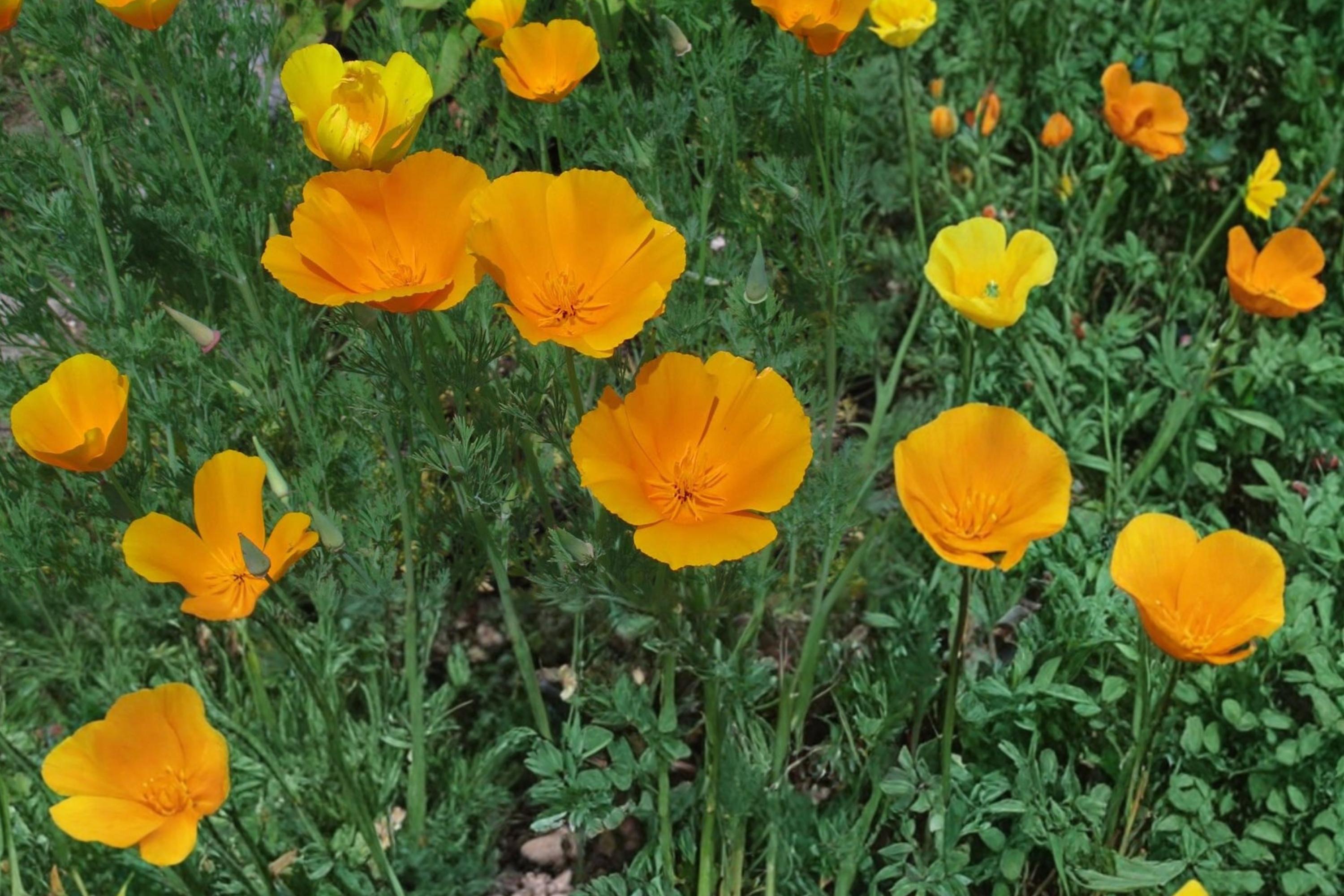 California Poppy Seeds – Eschscholzia californica, Bright Orange Wildflower, Annual Herbaceous Flower for Gardens and Meadows