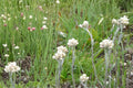 Pussytoes Seeds – Antennaria spp. Herbaceous Perennial Ground Cover with White Flowers, Drought Tolerant, Rock Garden Plant, 100 Seeds