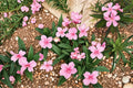 Oleander Seeds – Nerium oleander – Evergreen Shrub with Pink, White, or Red Flowers for Hedges and Borders