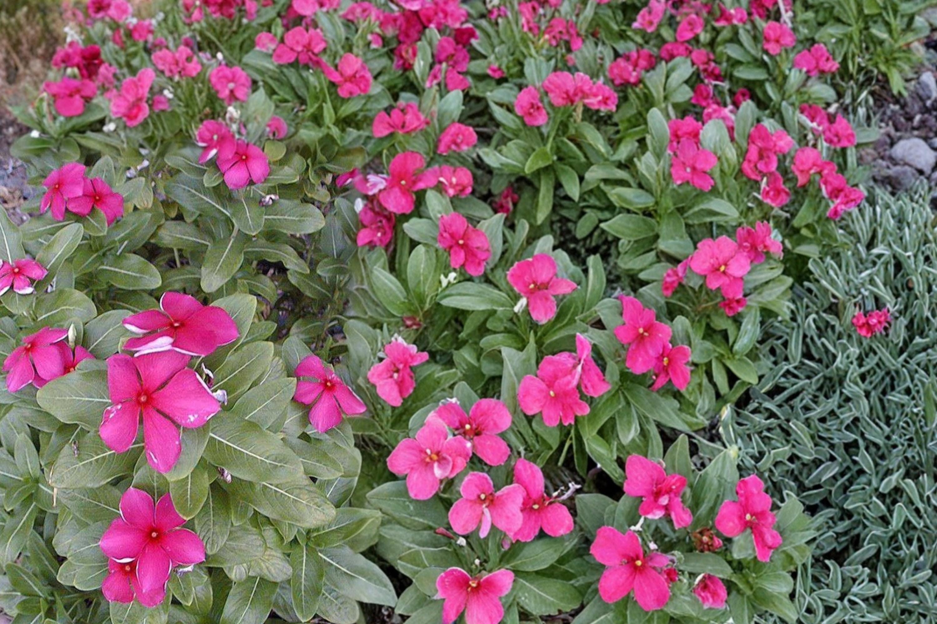 Madagascar Periwinkle Seeds – Catharanthus roseus – Pink, White, Red Flowering Annual for Gardens & Containers