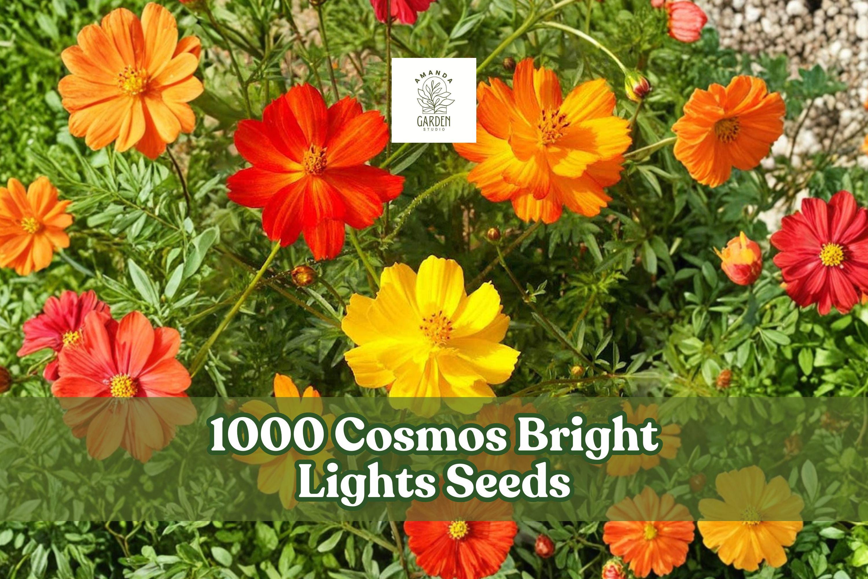 Cosmos Bright Lights Seeds Mixed Color Annual Flower Cosmos sulphureus for Garden Beds & Borders, 1000 Seeds