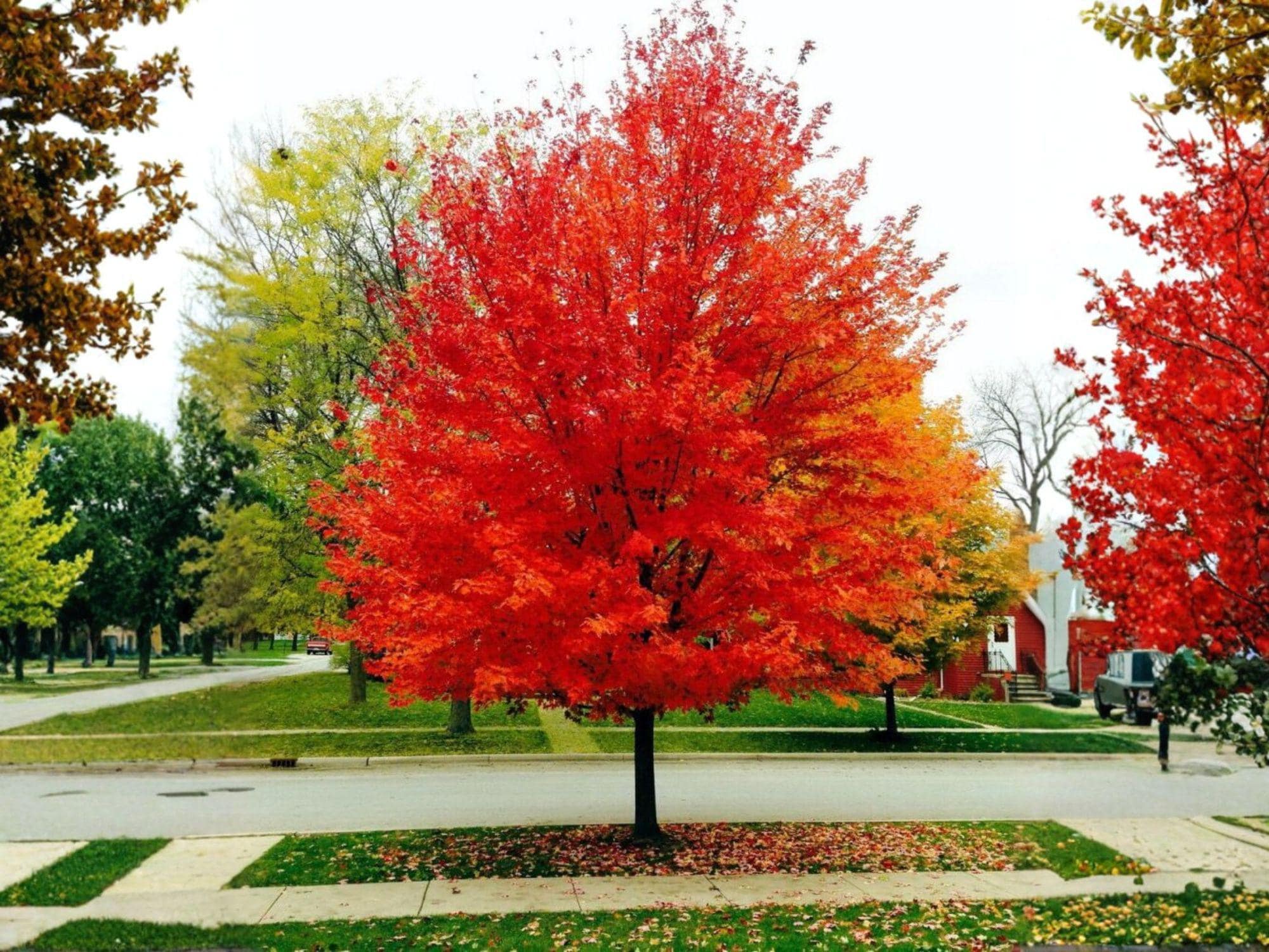Red Maple Bare Root Trees – 2 Plants, 1-3 Ft, Acer rubrum, Fast Growing Shade Trees, Seasonal Foliage, Wildlife Support