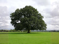 Water Oak Trees Bare Root 1–3 Ft, Quercus nigra, Deciduous Shade Trees for Landscaping & Wildlife Habitat