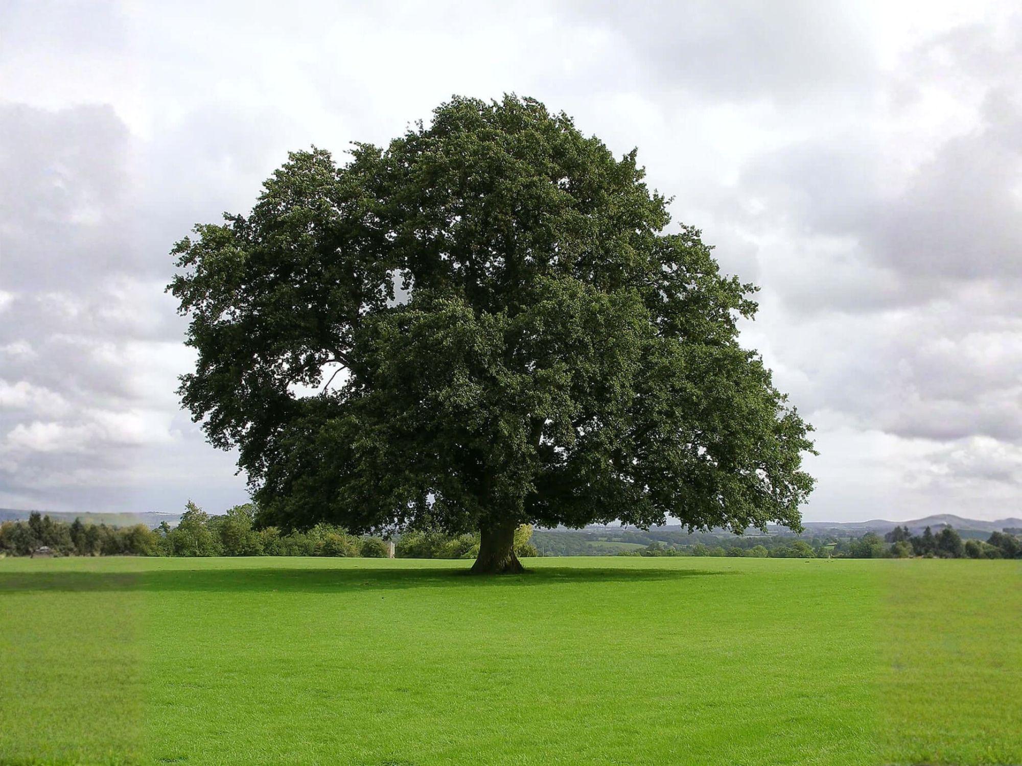 Water Oak Trees Bare Root 1–3 Ft, Quercus nigra, Deciduous Shade Trees for Landscaping & Wildlife Habitat