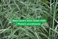 Reed Canary Grass Seeds 1000 | Ornamental Wetland Grass | Phalaris arundinacea for Erosion Control & Landscaping