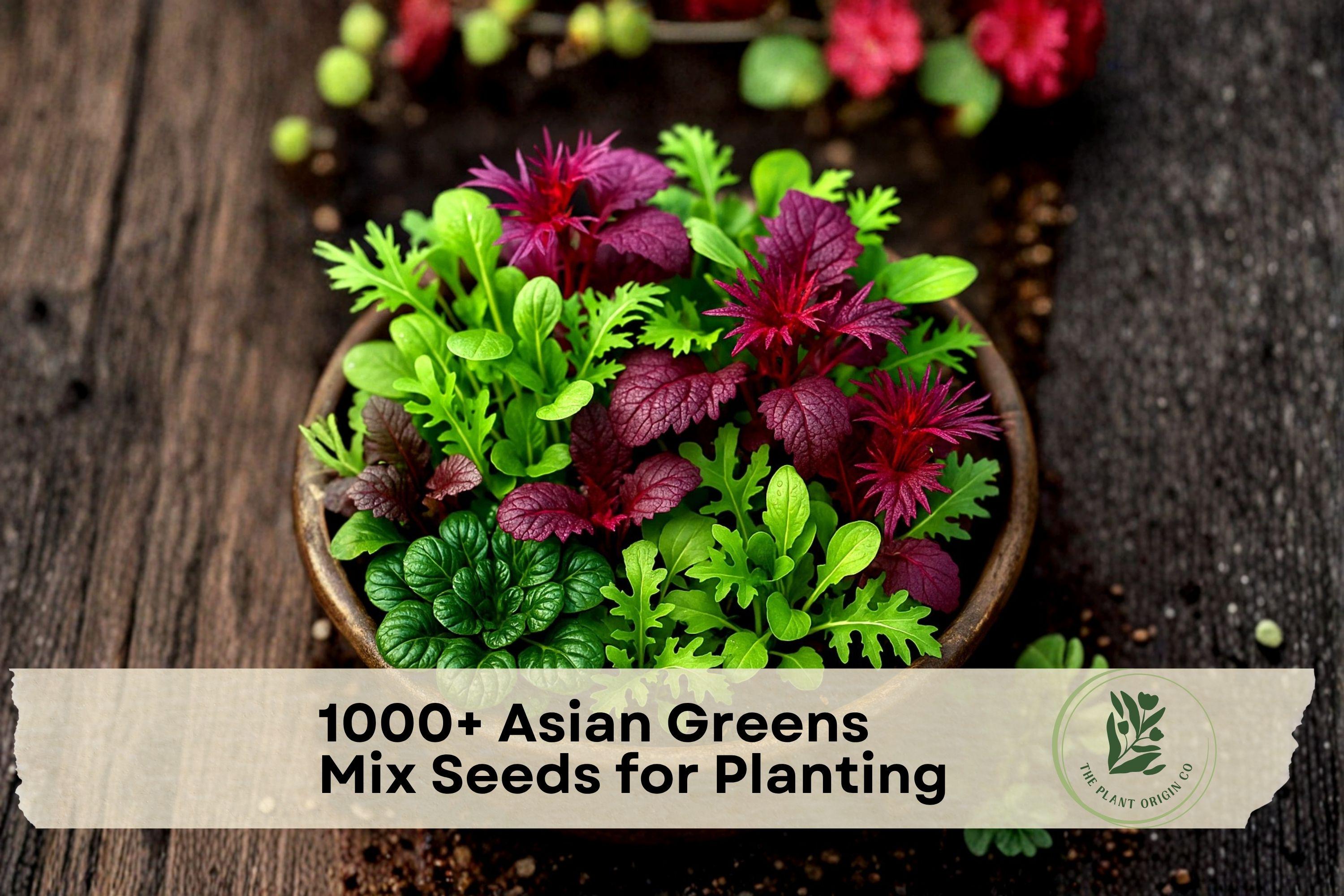 Asian Greens Mix Seeds – Microgreens & Baby Leaf Vegetable Seeds for Indoor & Outdoor Growing, Fast Germination