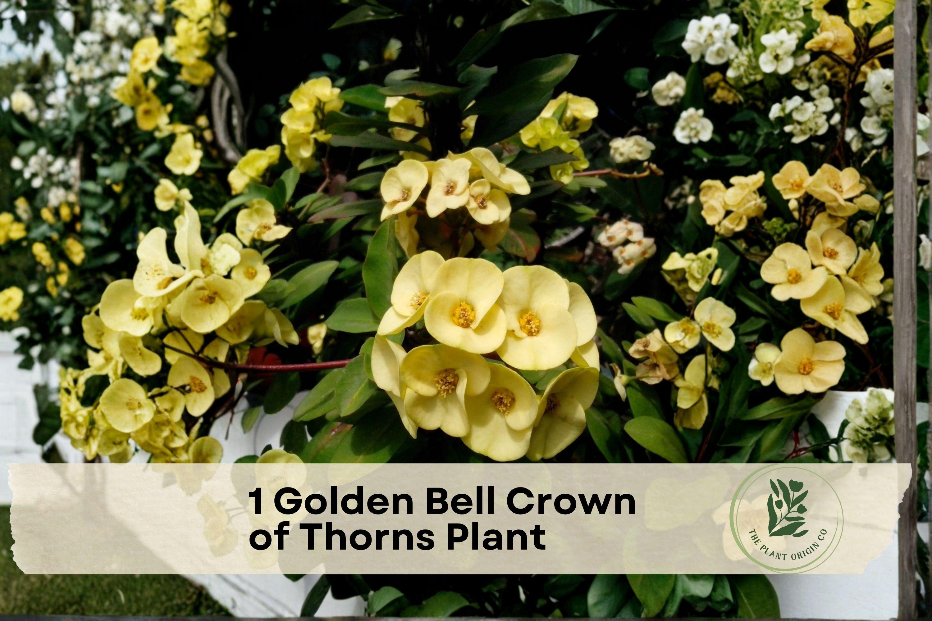 Golden Bell Crown of Thorns Plant, Euphorbia milii, Succulent Starter, Bright Yellow Flowers, Indoor or Outdoor, Low Maintenance