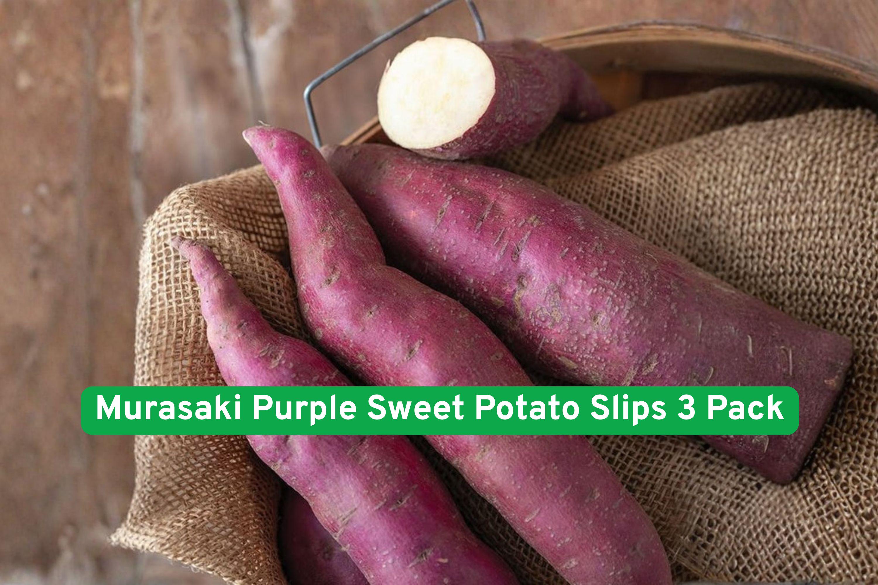Murasaki Purple Sweet Potato Slips 3 Pack – Live Ipomoea batatas Vines for Edible Garden & Cooking
