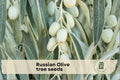 Russian Olive Tree Seeds - Elaeagnus angustifolia, Hardy Outdoor Tree Seeds for Landscaping, Garden, Yard, Perennial, Full Sun
