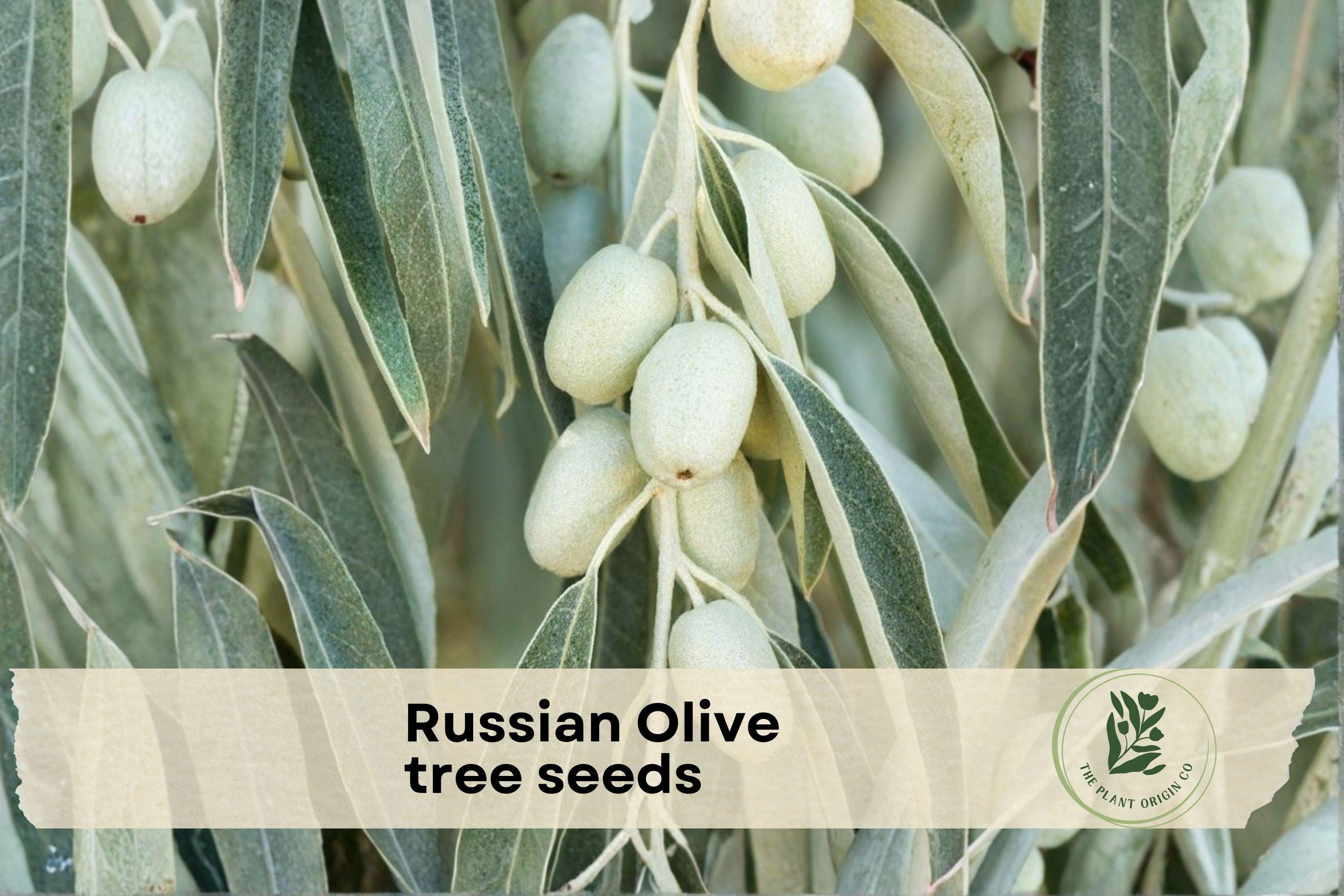Russian Olive Tree Seeds - Elaeagnus angustifolia, Hardy Outdoor Tree Seeds for Landscaping, Garden, Yard, Perennial, Full Sun