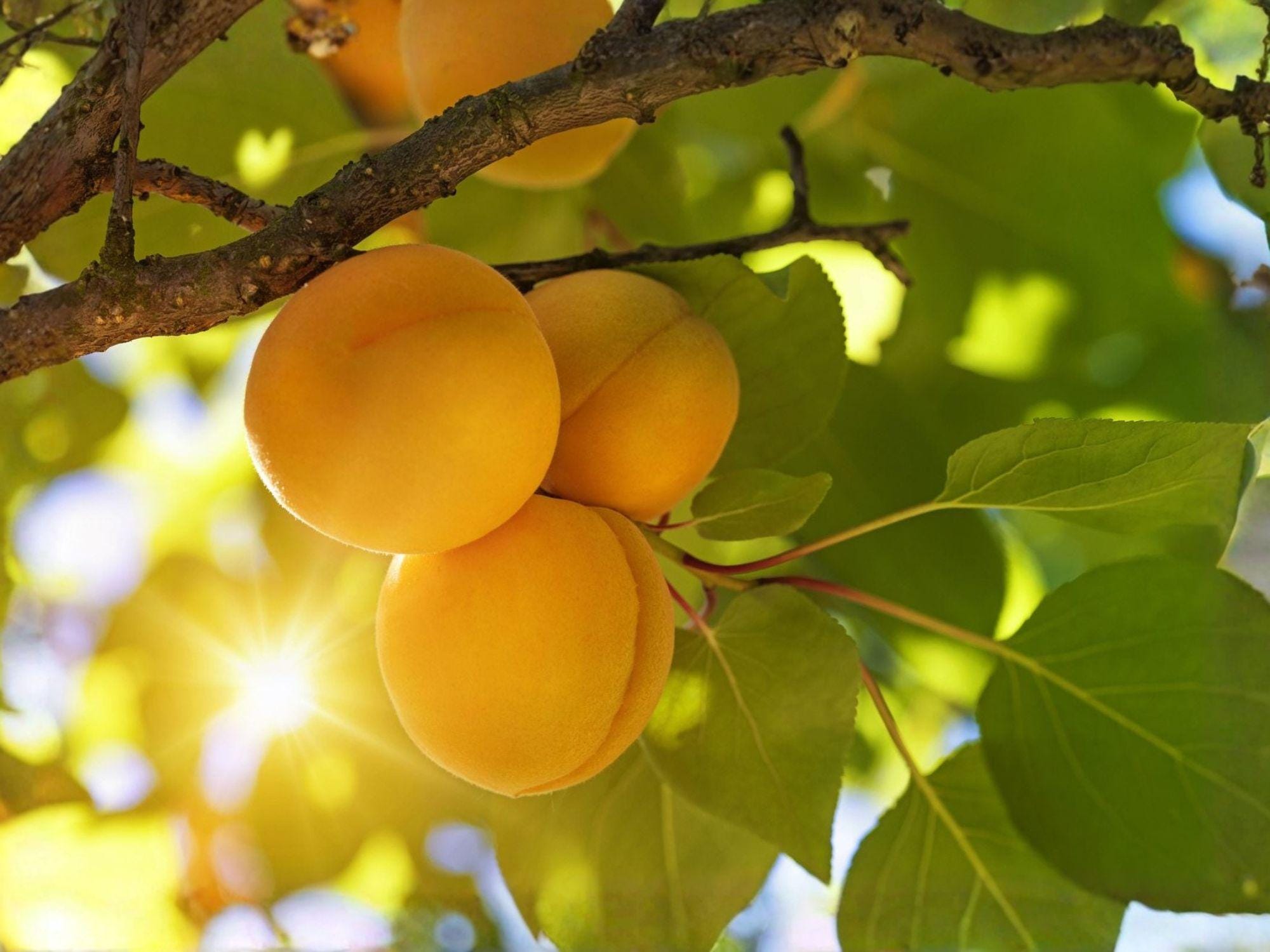 Apricot Fruit Tree Bare Root 2 Feet Prunus armeniaca - Live Edible Garden Trees for Home Orchard