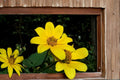 Swamp Marigold Seeds – Bidens aristosa, Bright Yellow Wildflower, Moist Soil, Wetland & Border Plant, Annual Herbaceous Flower
