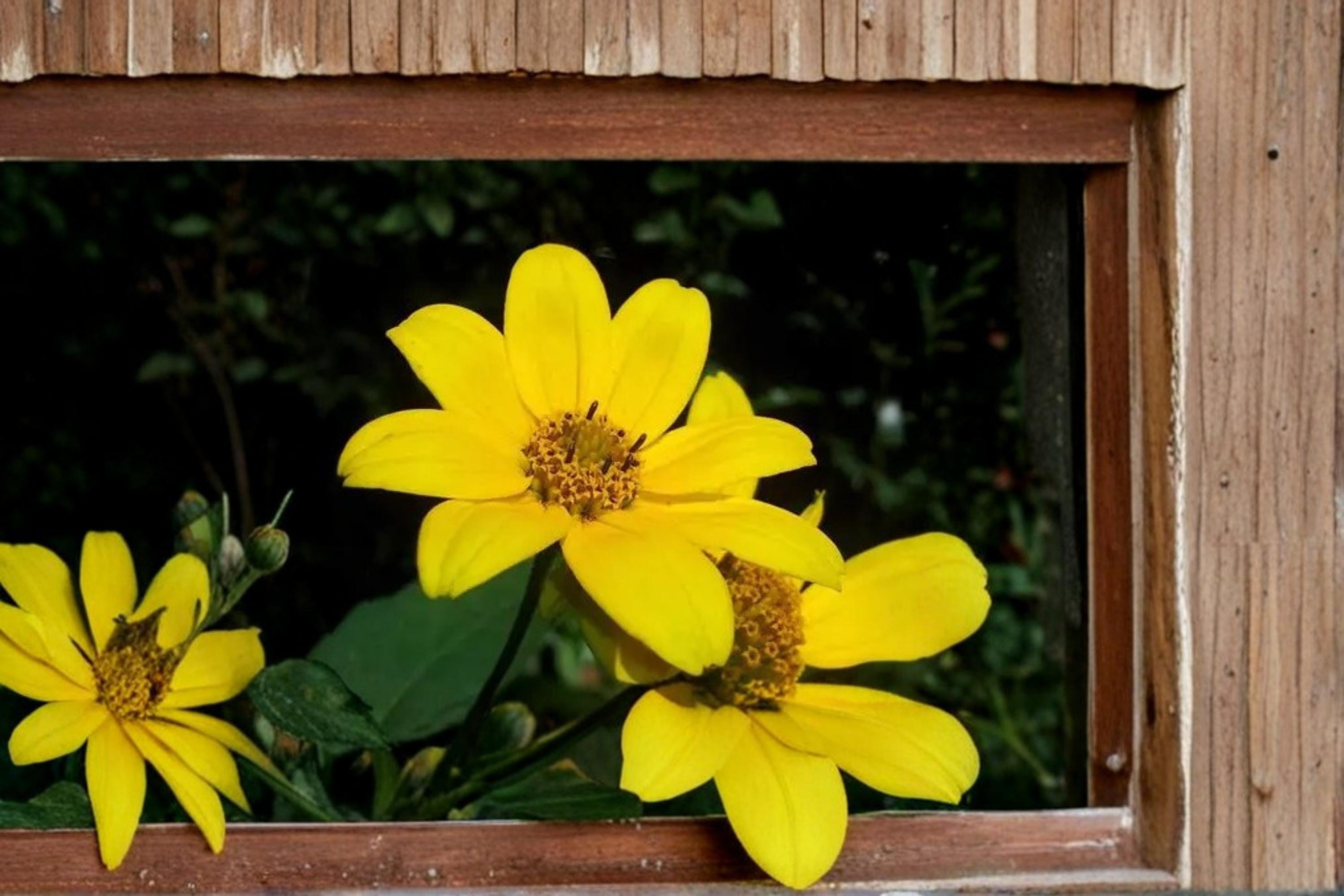 Swamp Marigold Seeds – Bidens aristosa, Bright Yellow Wildflower, Moist Soil, Wetland & Border Plant, Annual Herbaceous Flower