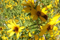Bearded Beggarticks Seeds – Bidens polylepis, Bright Yellow Wildflower, Annual Herbaceous Plant for Wetlands & Borders
