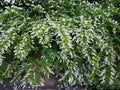 Chinese Privet Cuttings – 6 Inch Ligustrum sinense Shrub for Hedge & Landscaping, White Fragrant Flowers