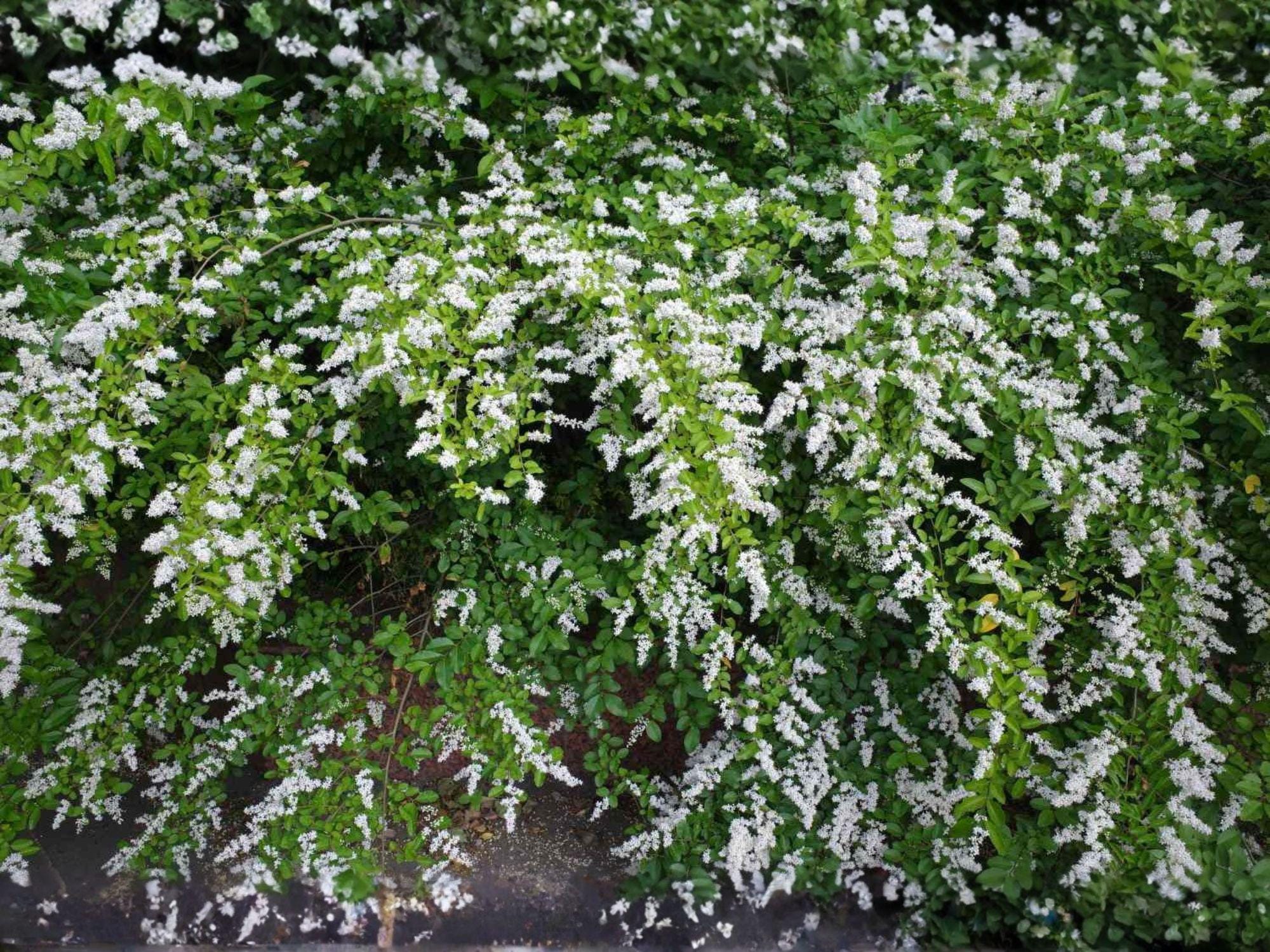 Chinese Privet Cuttings – 6 Inch Ligustrum sinense Shrub for Hedge & Landscaping, White Fragrant Flowers