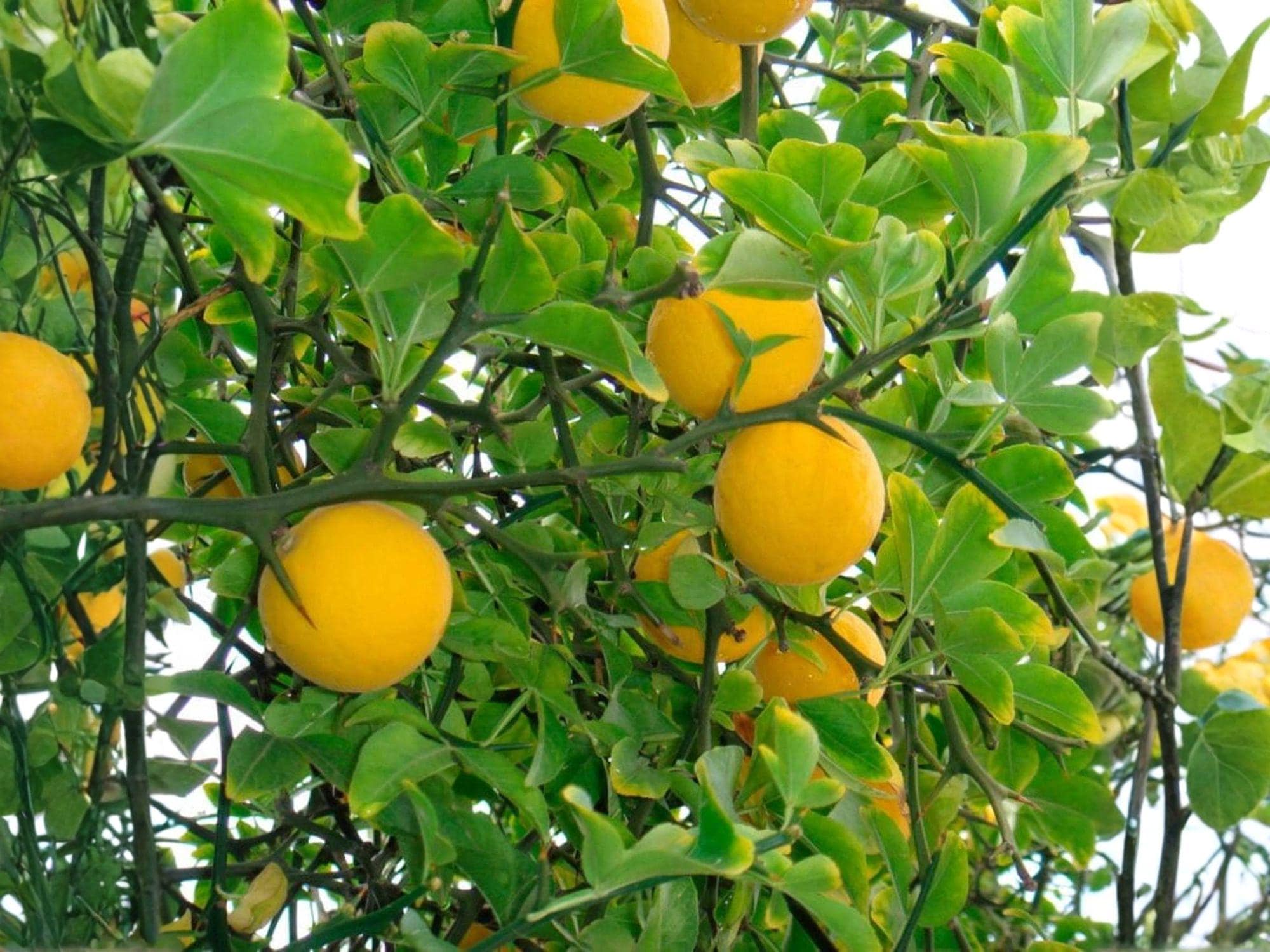 Hardy Orange Citrus Tree - Poncirus trifoliata, 2 Live Seedling Plants, Cold Tolerant Edible Garden, Ornamental Fruit Tree