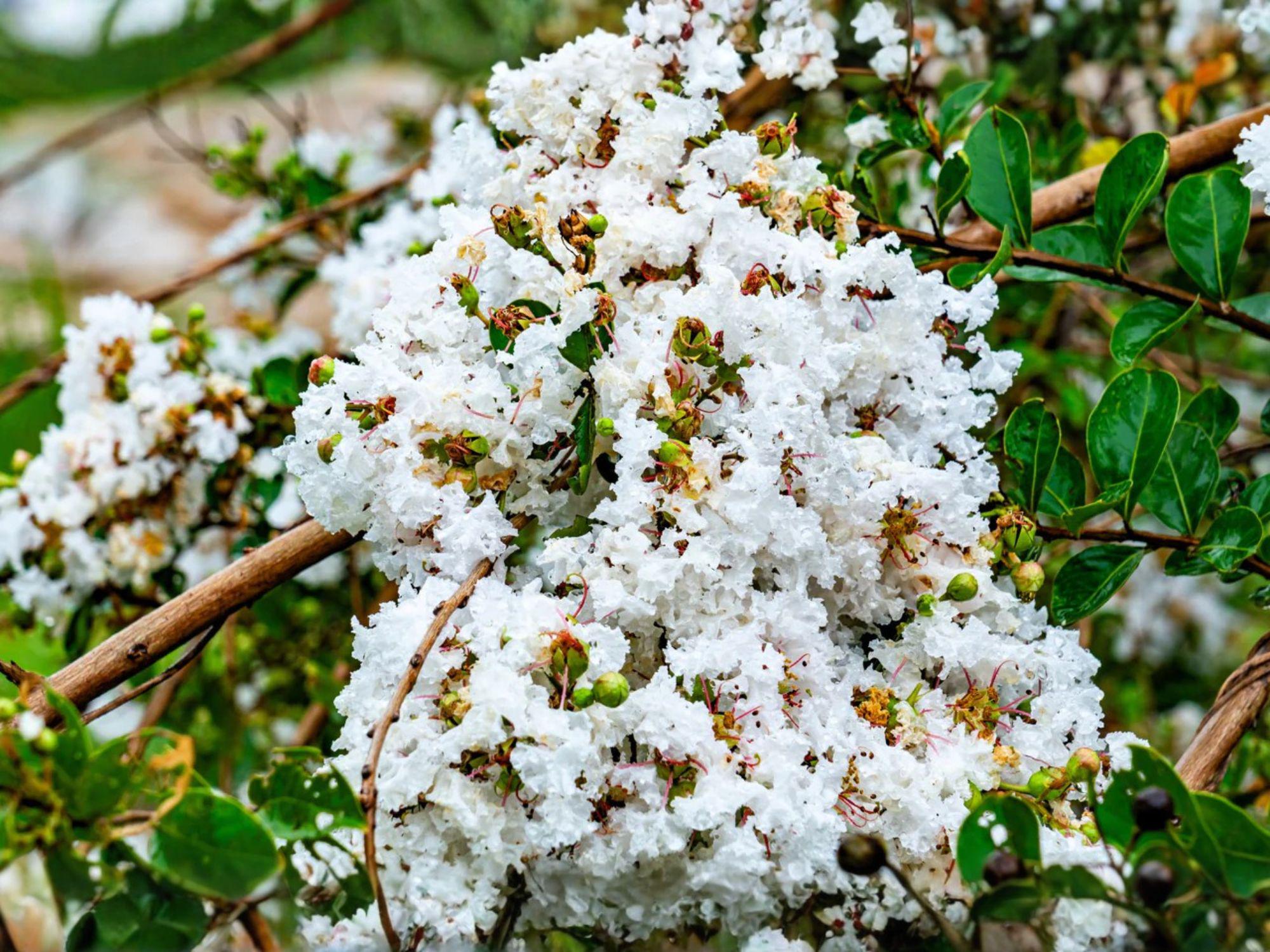 White Crepe Myrtle Plants – Lagerstroemia indica Flowering Shrub, 6 Inch Starter Plants for Garden & Landscape