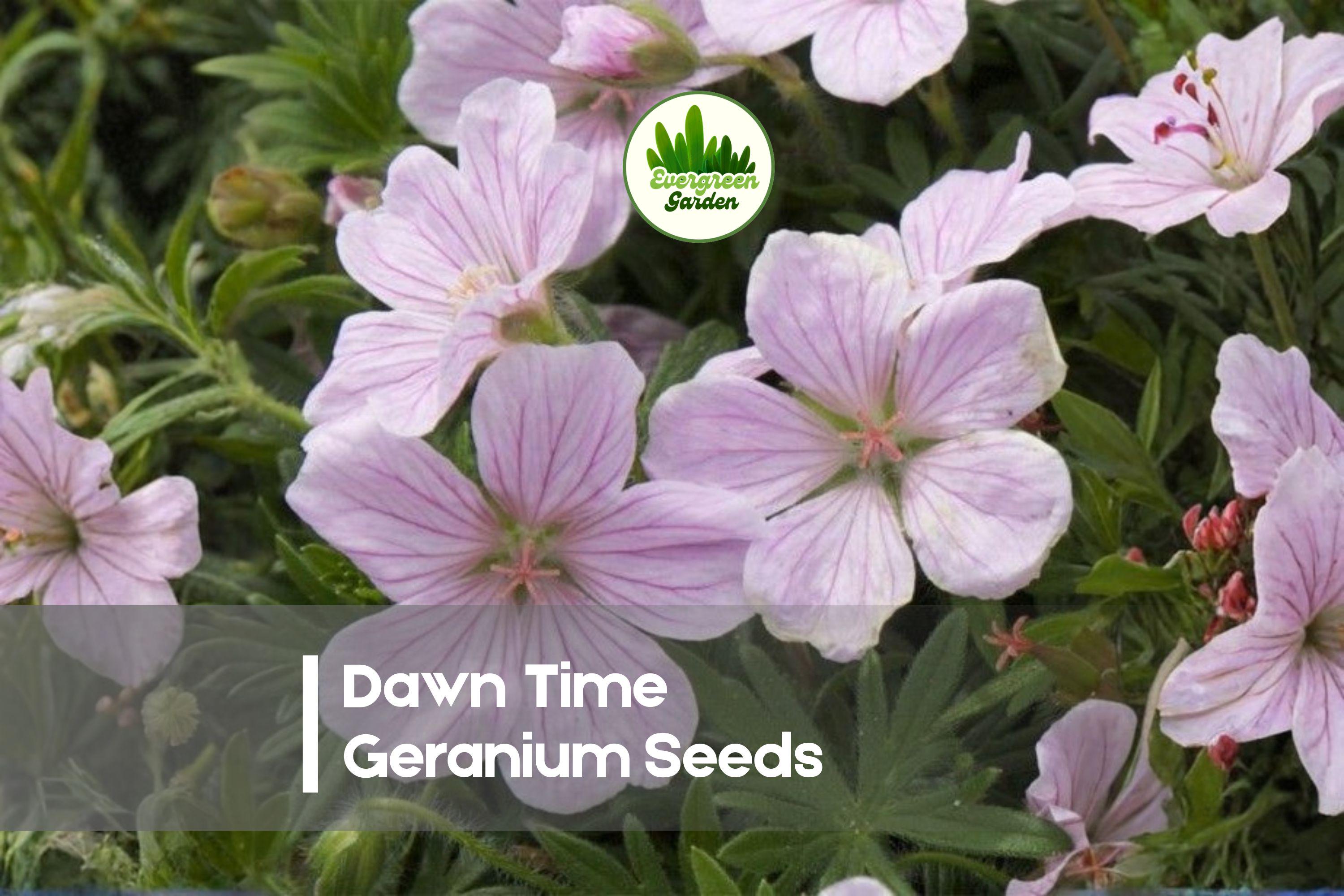 25 Dawn Time Geranium Seeds, Pelargonium × hortorum, Pink & White Bicolor, Compact Annual for Containers & Borders