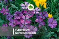 25 Tuberosum Geranium Seeds - Perennial Cranesbill Geranium with Pink Flowers, Pollinator-Friendly, Easy-Care, Well-Draining Soil, Geranium tuberosum