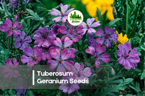 25 Tuberosum Geranium Seeds - Perennial Cranesbill Geranium with Pink Flowers, Pollinator-Friendly, Easy-Care, Well-Draining Soil, Geranium tuberosum
