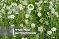 White-Ness Geranium Seeds, Hardy Perennial Cranesbill, White Flowers, Geranium ‘White-Ness’ for Borders & Cottage Gardens