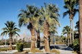 California Fan Palm Seeds – Washingtonia filifera – Desert-Adapted Fan Palm with Creamy White Flowers