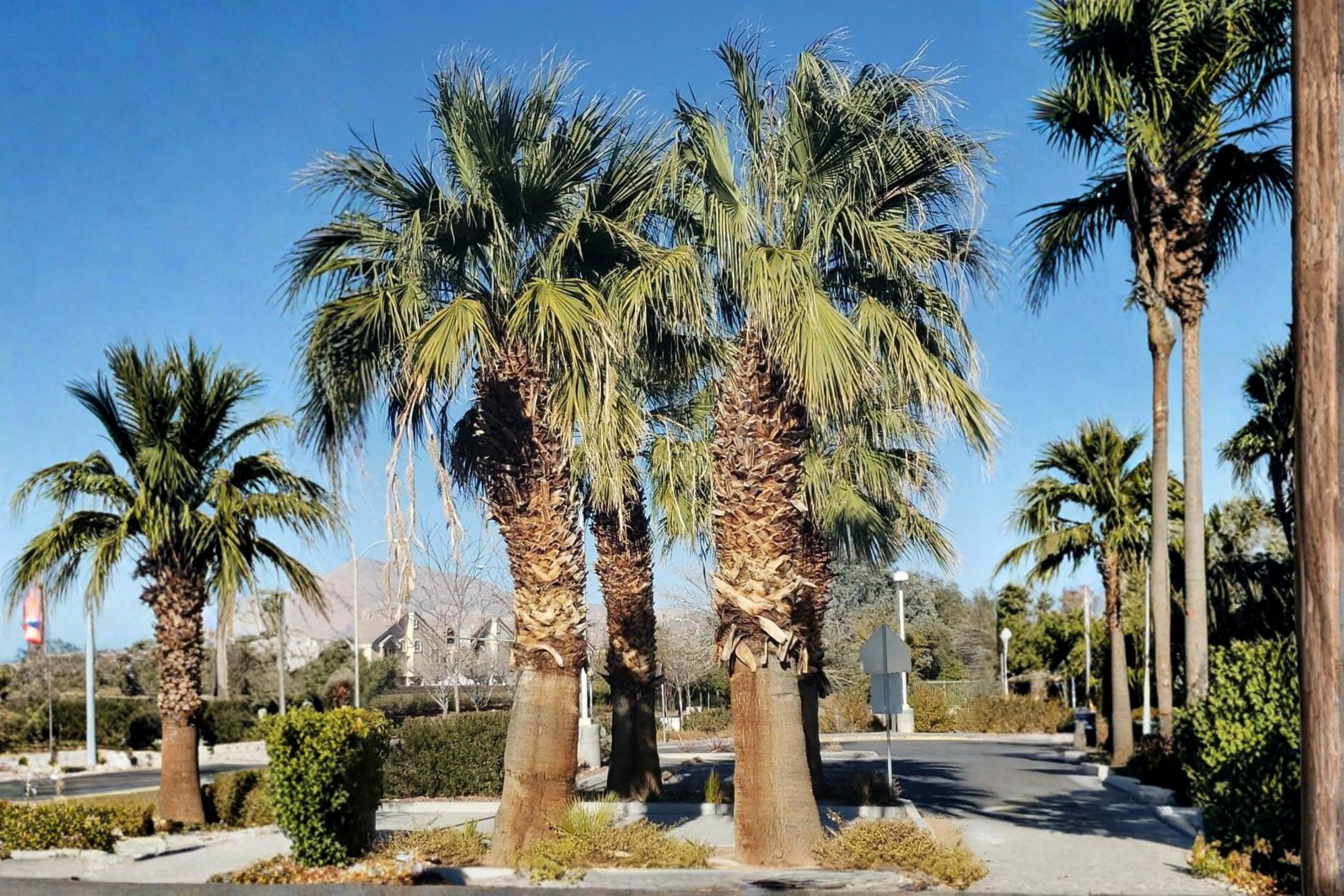 California Fan Palm Seeds – Washingtonia filifera – Desert-Adapted Fan Palm with Creamy White Flowers