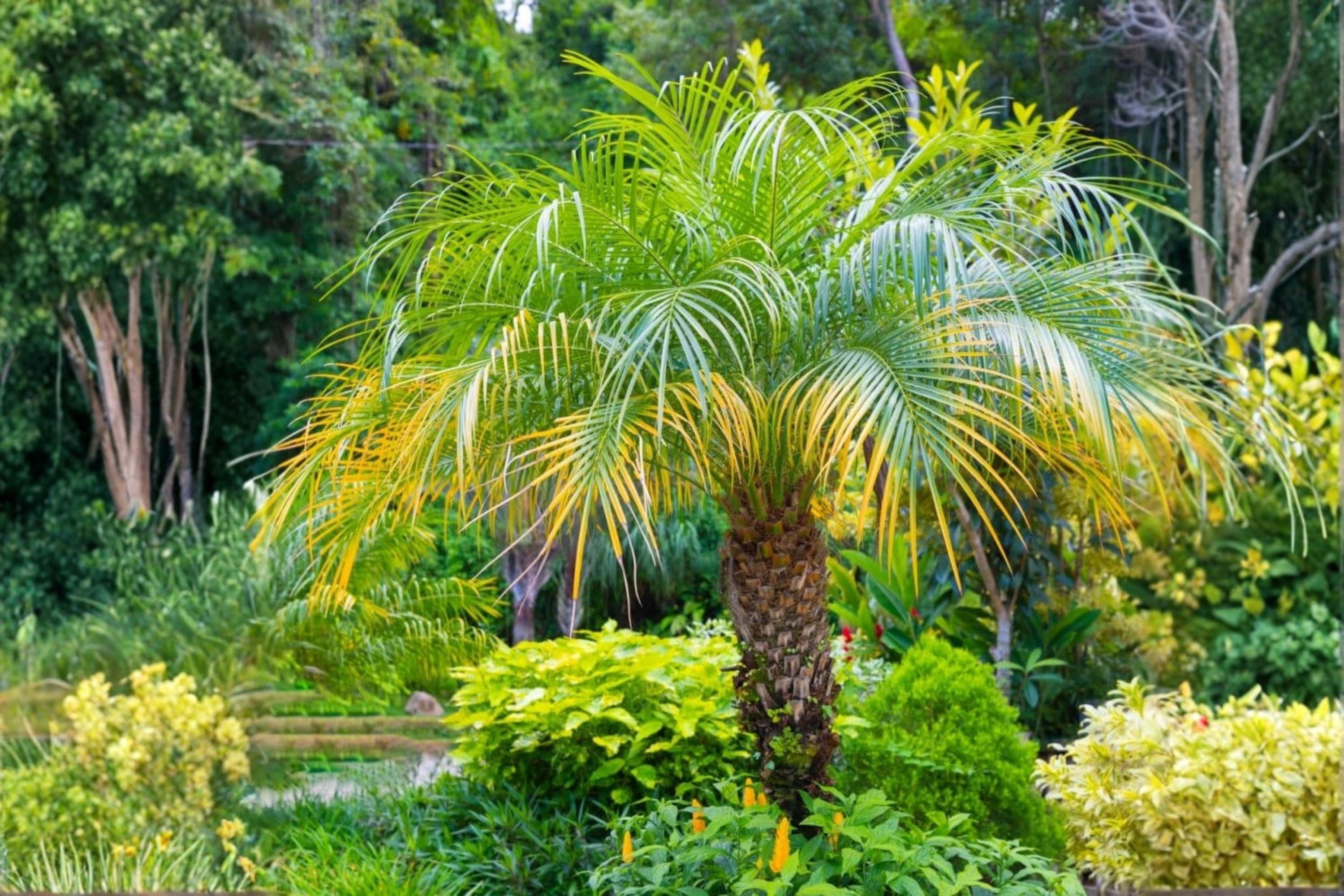 Pygmy Date Palm Seeds – Phoenix roebelenii, Ornamental Compact Palm, Tropical Landscape Plant, Indoor & Outdoor Use