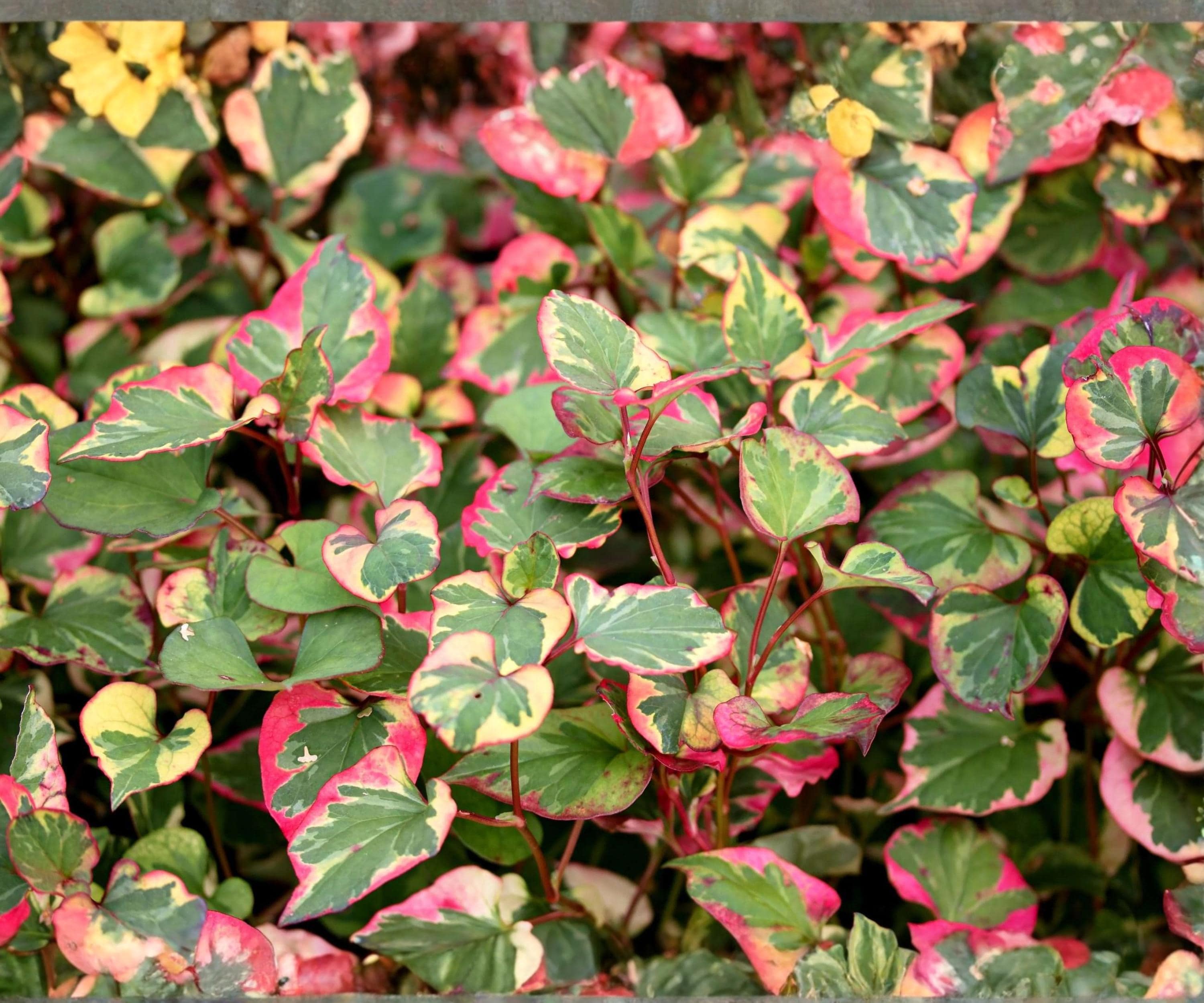 Chameleon Live Plant Pond Marginal – Variegated Houttuynia cordata ‘Variegata’ for Water Gardens & Bog Landscapes